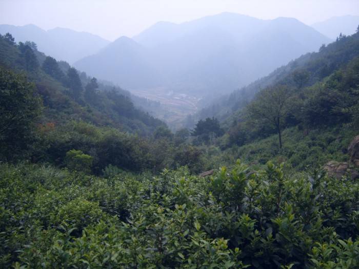 一款雅致的龙眠山原产绿茶---桐城小花