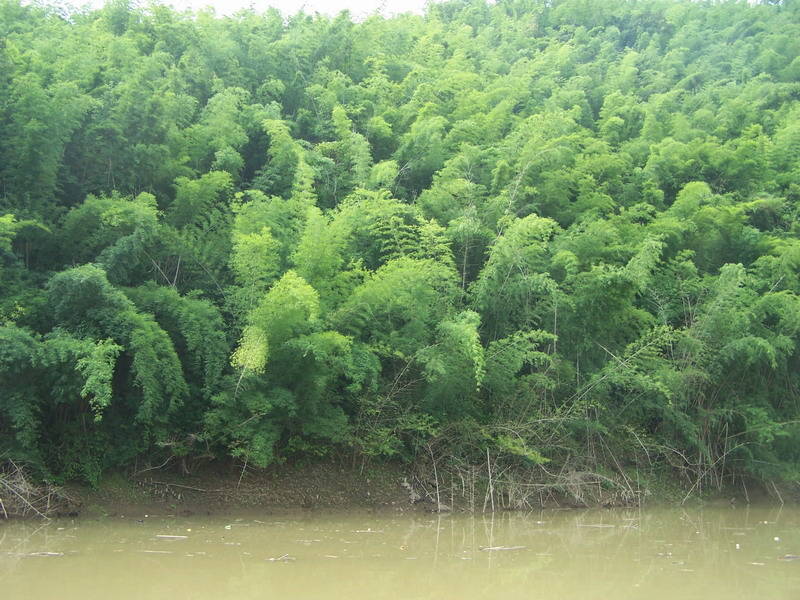澜沧江畔黄竹林:面积最大的天然竹林