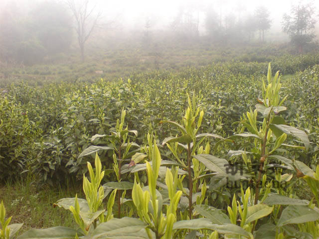清晨茶园 太平猴魁