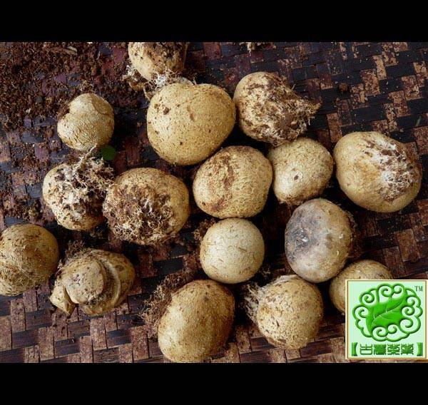 忙麓古茶园里捡野生菌"马屁包",可食用哦.