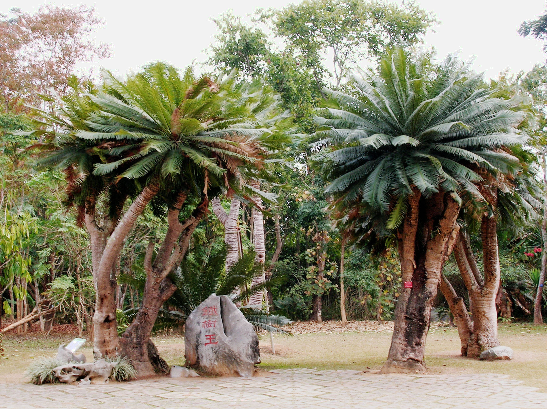 旅游好去处勐仑热带植物园