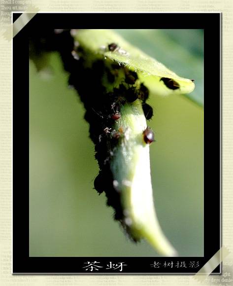 [原创]微距镜下的——茶芽和茶蚜