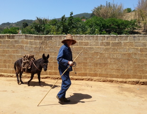 你见过这么小的驴干活的吗?