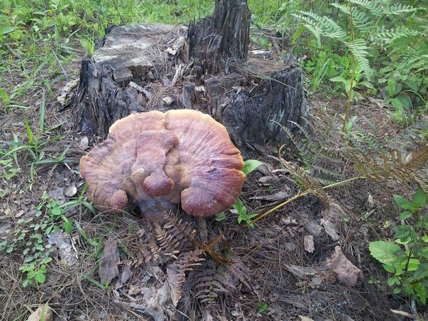 云南临沧野生灵芝