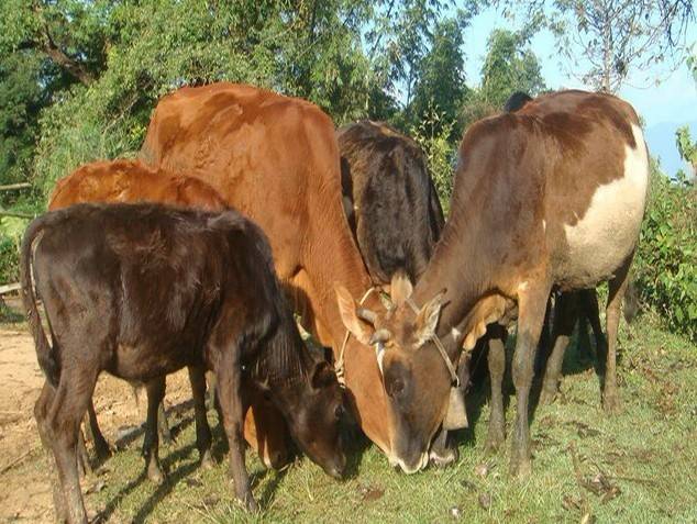长在深山人未识--弯丹牛