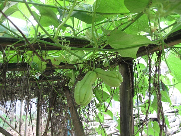 操场靠里头,仅仅种了两棵佛手瓜,果实累累