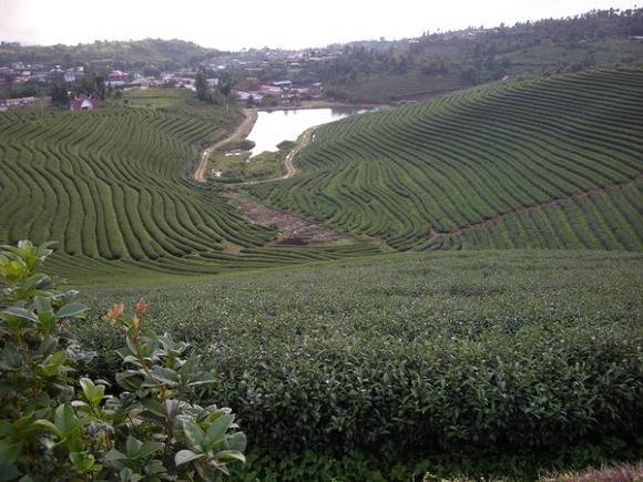 认识缅甸公明山乌龙茶