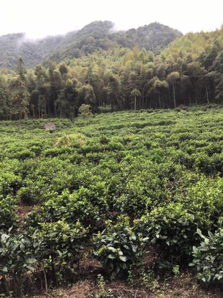 深山裡,竹林下,野花中,一叢叢野生茶樹如精靈般的存在著.